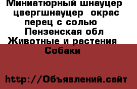 Миниатюрный шнауцер, цвергшнауцер, окрас перец с солью  - Пензенская обл. Животные и растения » Собаки   